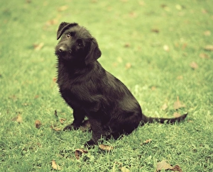 Images Dated 12th August 2008: Dog - Sitting down in garden