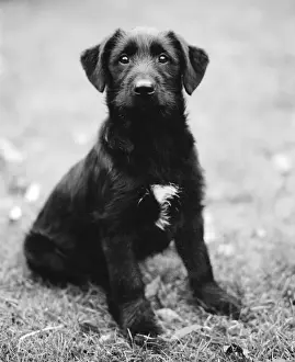 Puppy Prints: Dog - Sitting down in garden - Vintage feel