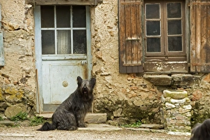 Images Dated 13th May 2007: Dog - sitting outside French house