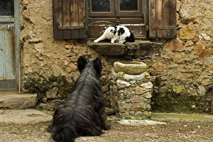 Images Dated 13th May 2007: Dog - sitting outside French house watching black & white cat on windowsill