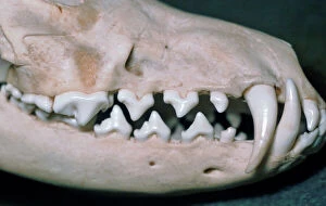 Bone Gallery: Dog skull showing large canines