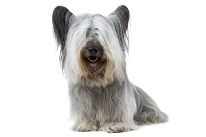 Images Dated 11th March 2006: Dog - Sky Terrier