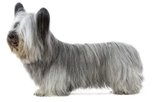 Dog - Sky Terrier