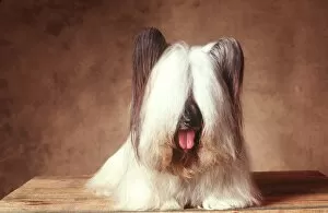 Hairstyles Gallery: DOG - SKYE TERRIER