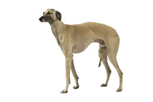 Dog - Sloughi in studio