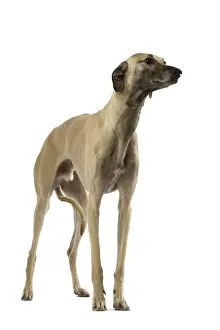 Dog - Sloughi in studio