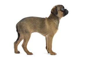 Brabancon Gallery: Dog Small Brabant Griffon / Petit Brabancon puppy