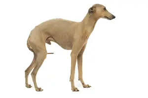 Dog - Small Italian Greyhound - in studio
