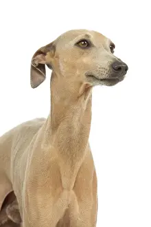 Greyhound Prints: Dog - Small Italian Greyhound - in studio