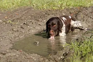 Puddle Prints: Dog - Small Munsterlander - drinking water from puddle