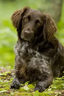 Dog - Small Munsterlander (Kleiner Munsterlander) Breed - Portrait -Wisconsin - USA - Breed originated in Munster Germany - Hunting dog - Pointer-retriever - Highly intelligent and sociable