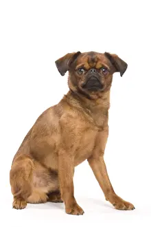 Dog - Smooth Brussels Griffon / Petit Brabancon