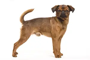 Dog - Smooth Brussels Griffon / Petit Brabancon