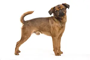 Dog - Smooth Brussels Griffon / Petit Brabancon