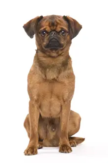 Dog - Smooth Brussels Griffon / Petit Brabancon