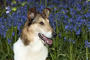 DOG - Smooth collie in bluebells