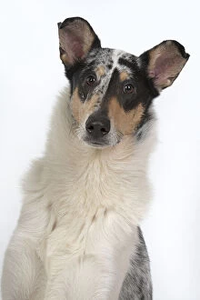Images Dated 15th April 2020: DOG. Smooth Collie, head & shoulders, face