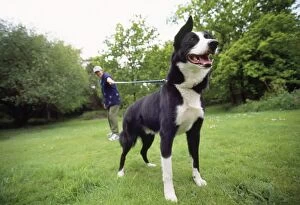 Exercising Gallery: DOG - Smooth Collie on lead with owner