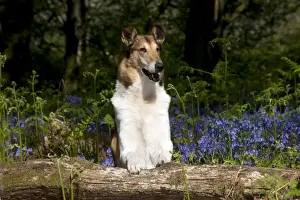 Smooth Haired Prints: DOG - Smooth collie standing in bluebells