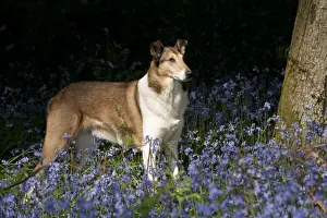 DOG - Smooth collie standing in bluebells