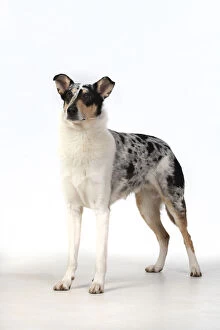 Images Dated 15th April 2020: DOG. Smooth Collie, standing, studio, white background