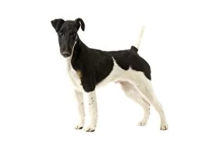 Images Dated 11th March 2006: Dog - Smooth Fox Terrier
