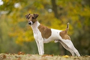 Images Dated 26th October 2008: Dog - Smooth Fox Terrier