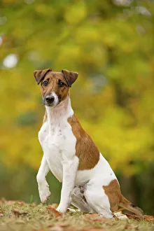 Images Dated 26th October 2008: Dog - Smooth Fox Terrier