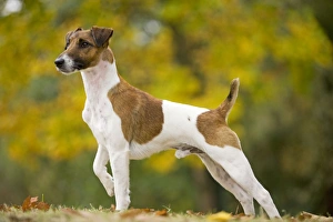 Images Dated 26th October 2008: Dog - Smooth Fox Terrier