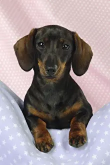 DOG. Smooth haired minature dachsund on pink and blue blankets