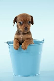 Buckets Gallery: Dog - Smooth haired Miniature Dachshund