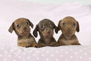 6 Gallery: DOG - Smooth haired miniature dachshund puppies