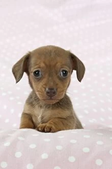 DOG - Smooth haired miniature dachshund puppy sitting
