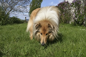 Images Dated 17th April 2006: Dog sniffing grass