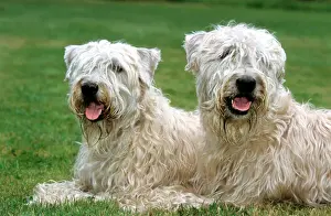 Long Haired Prints: Dog - Soft Coated Wheaten Terrier - Pair lying down in garden