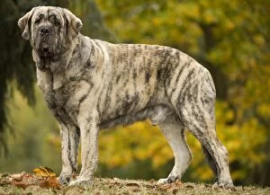 Images Dated 26th October 2008: Dog - Spanish Mastiff. Also known as Mastin Espanol