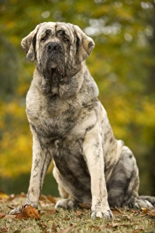 Images Dated 26th October 2008: Dog - Spanish Mastiff. Also known as Mastin Espanol