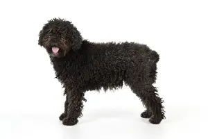 DOG. Spanish Water Dog