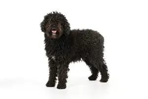 DOG. Spanish Water Dog
