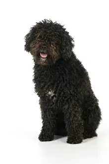 DOG. Spanish Water Dog