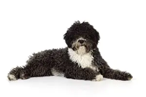DOG. Spanish Water Dog