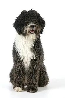 DOG. Spanish Water Dog