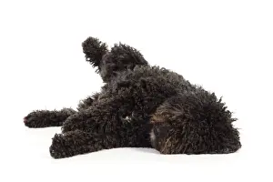 DOG. Spanish Water Dog