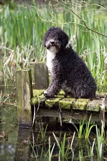DOG. Spanish Water Dog