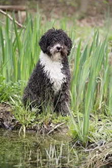 DOG. Spanish Water Dog