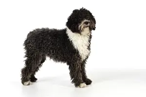 DOG. Spanish Water Dog