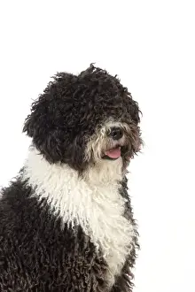 DOG. Spanish Water Dog