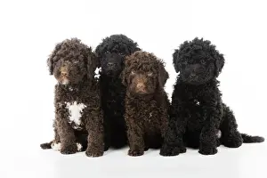 DOG. Spanish water dog puppies sitting together