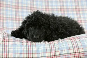 Puppy Prints: DOG. Spanish water dog puppy laying on cloth