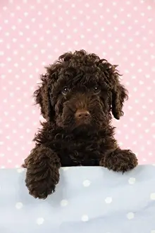 Spanish Water Dogs Prints: DOG. Spanish water dog puppy looking over shelf
